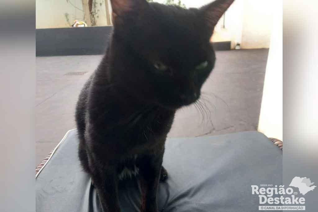 gato