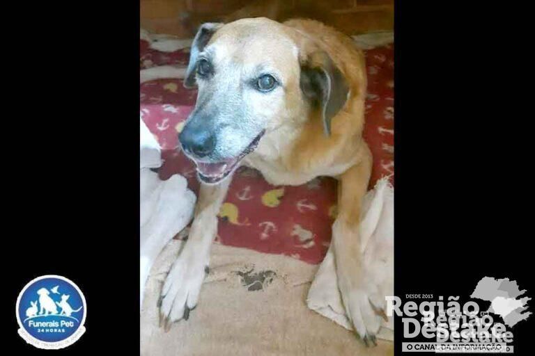 CACHORRINHA