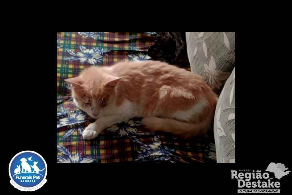 docinho