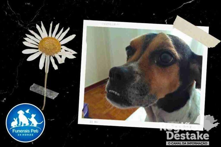 Black Collage Loving Memory Funeral Pet Instagram Story (1024 x 683 px)_20241208_084648_0000