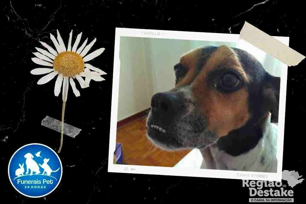 Black Collage Loving Memory Funeral Pet Instagram Story (1024 x 683 px)_20241208_084648_0000