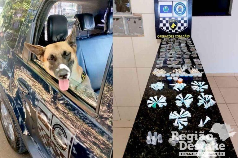 dog-drogas