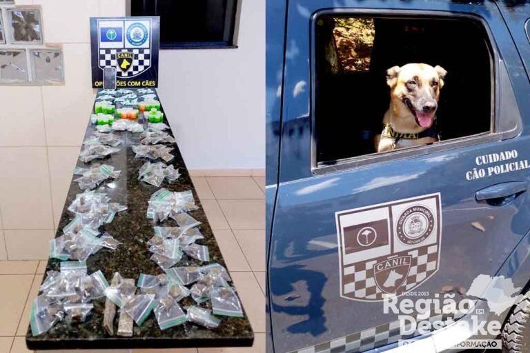 k9india
