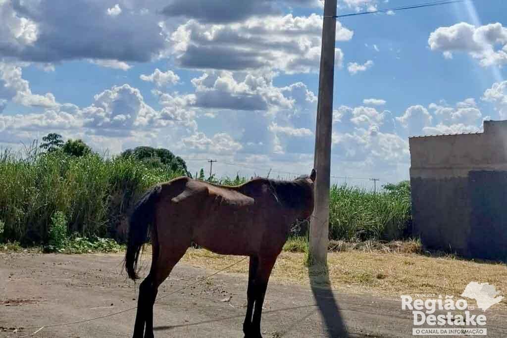 cavalo03