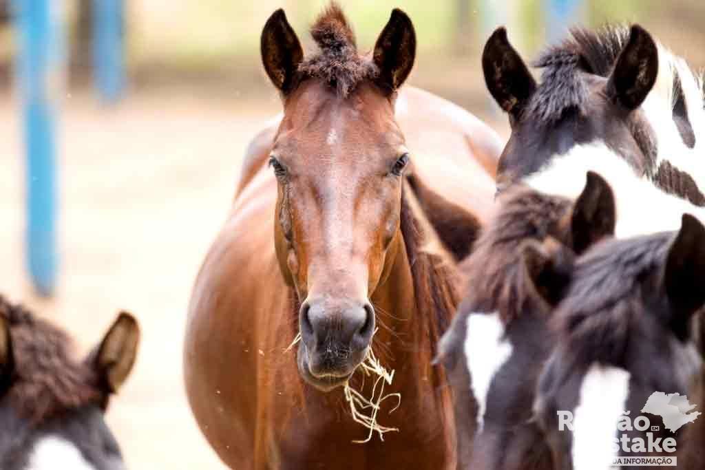CAVALOS01