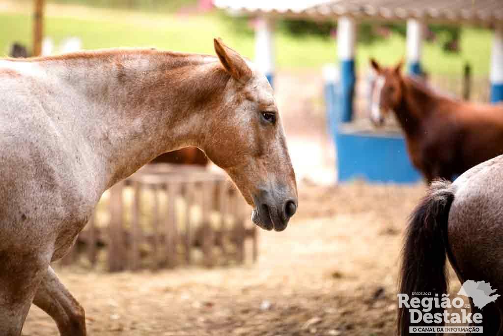 CAVALOS02