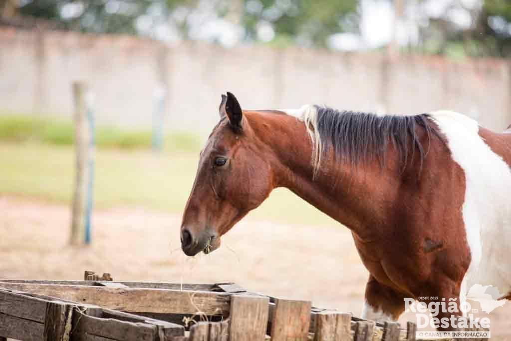 CAVALOS03