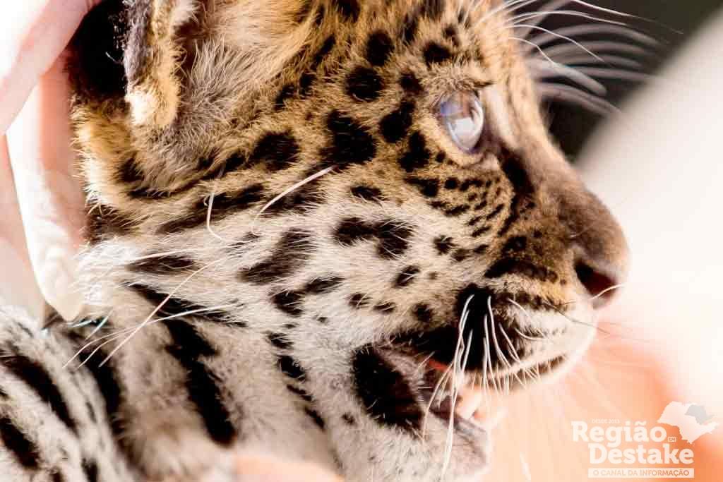 ONCA03