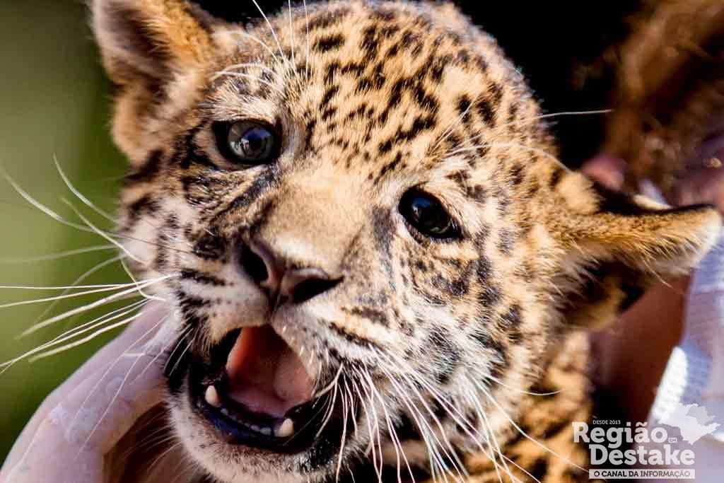 ONCA04