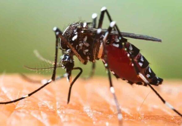 dengue