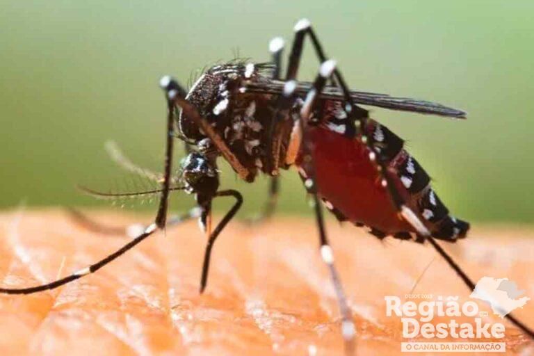 dengue