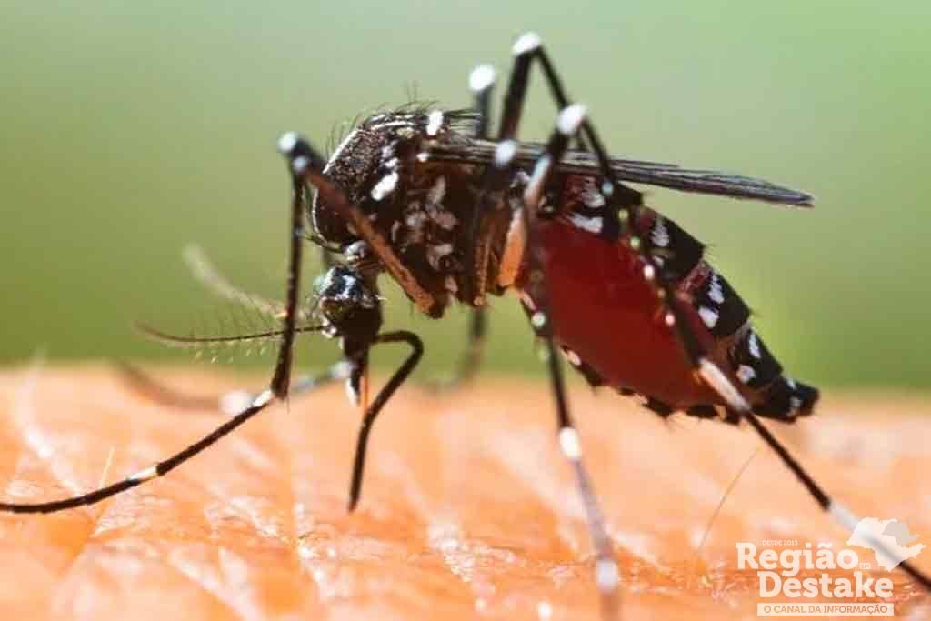 dengue