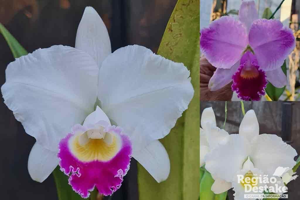 orquideas