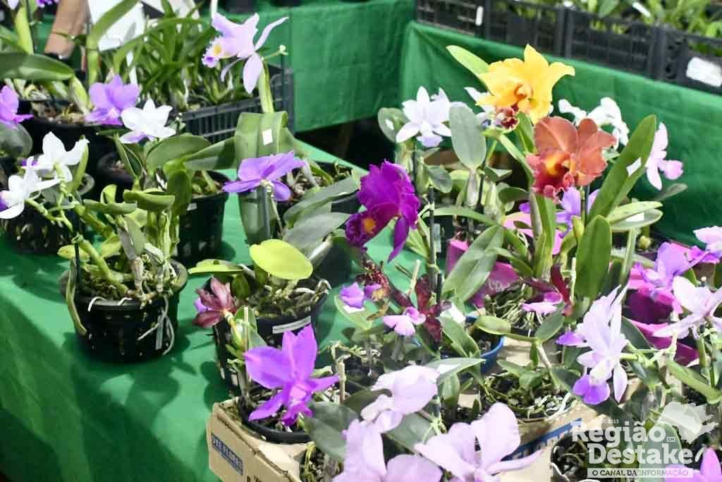 orquideas01