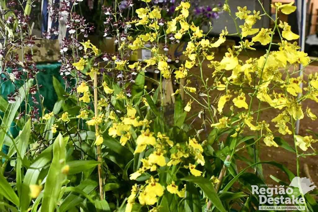 orquideas02
