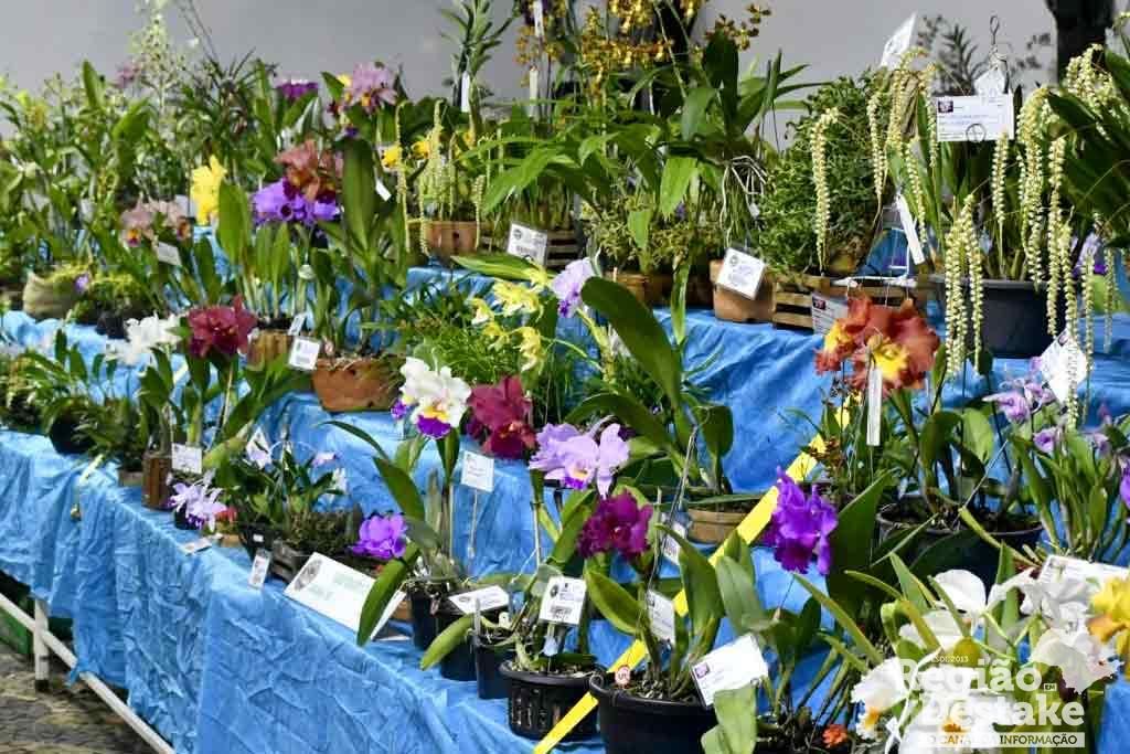 orquideas03
