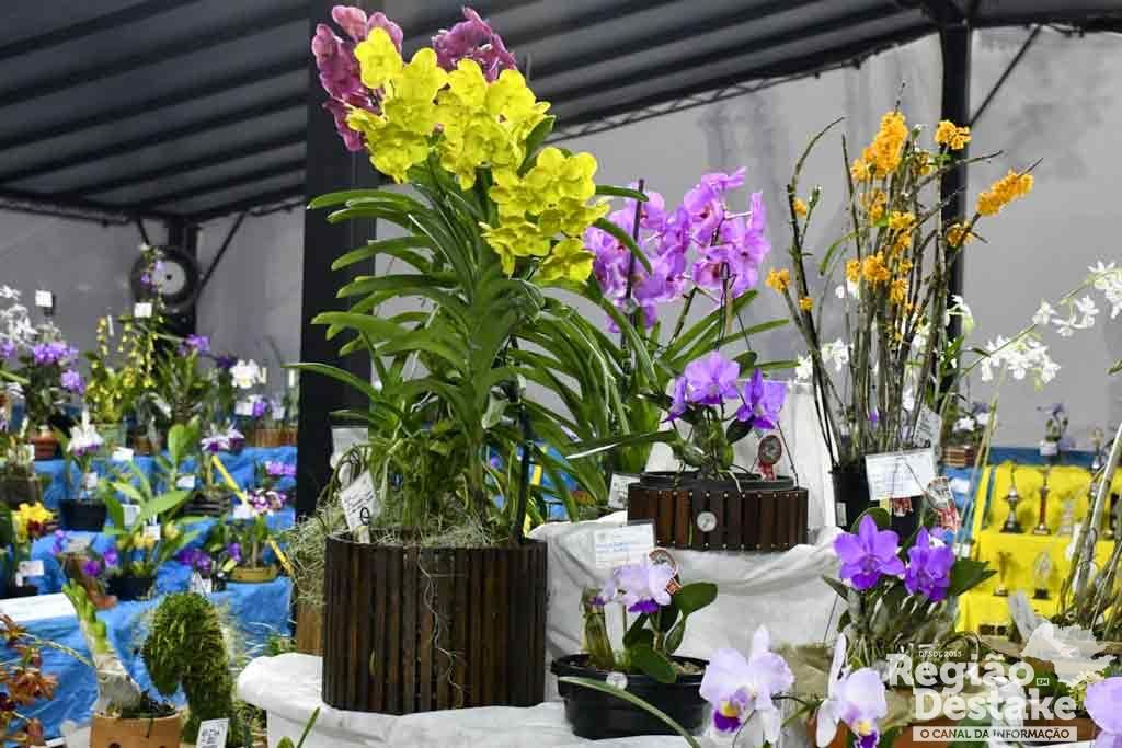 orquideas04