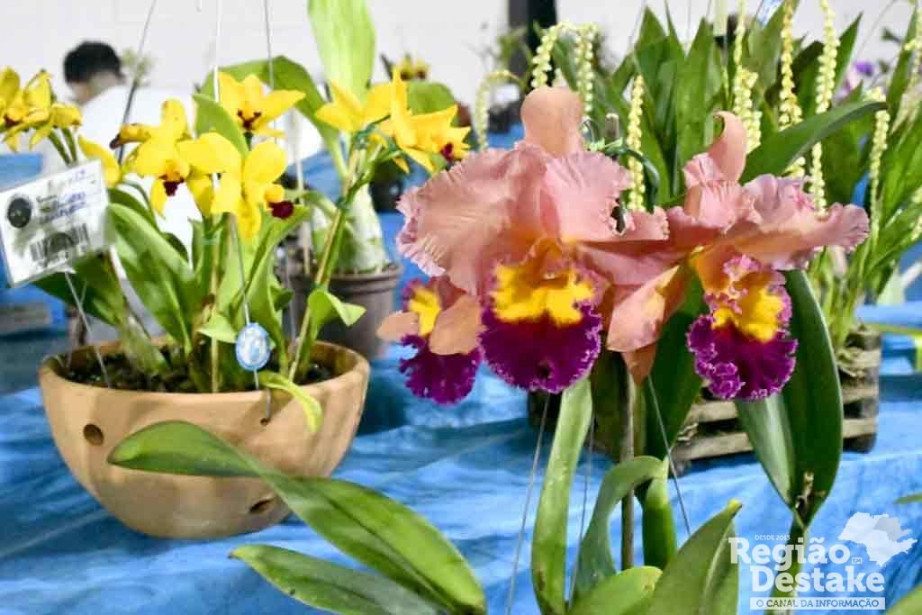 orquideas07