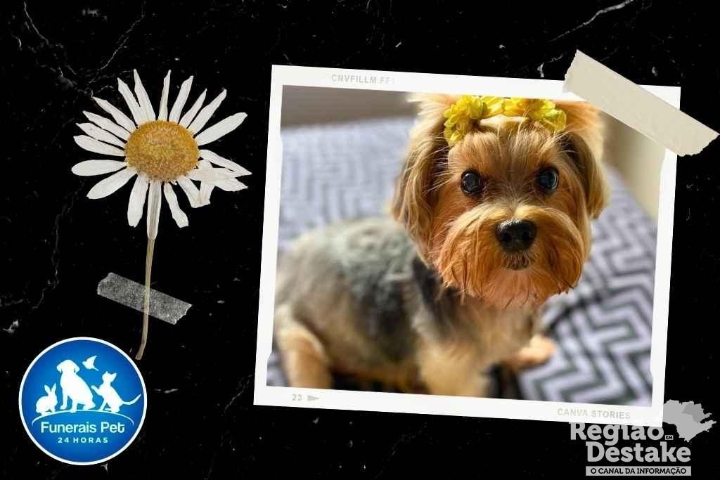 cachorrinha Maria Isabella