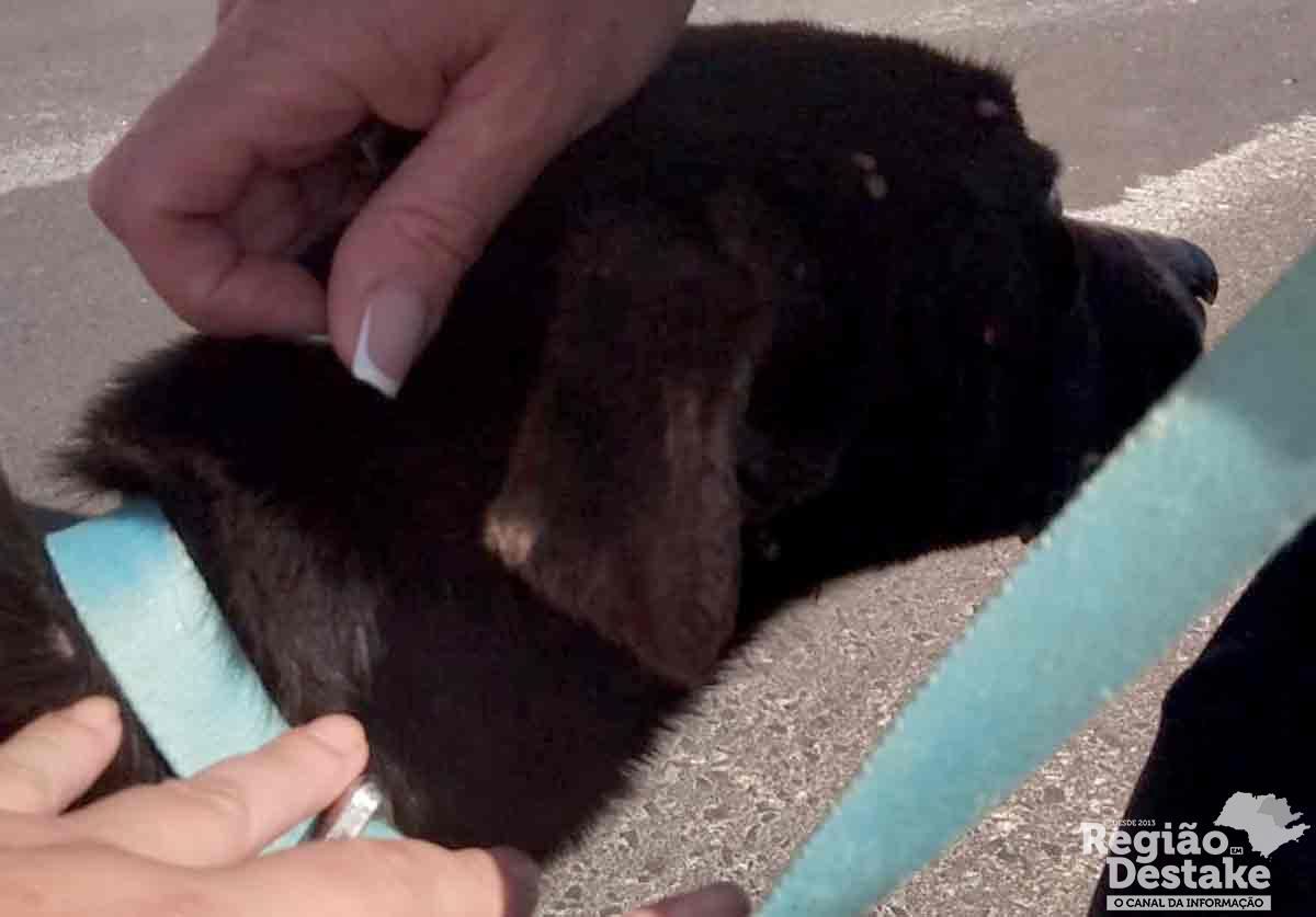 animais02