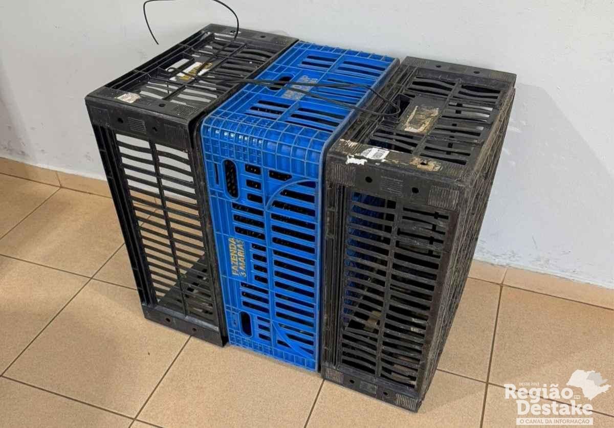 caixas2