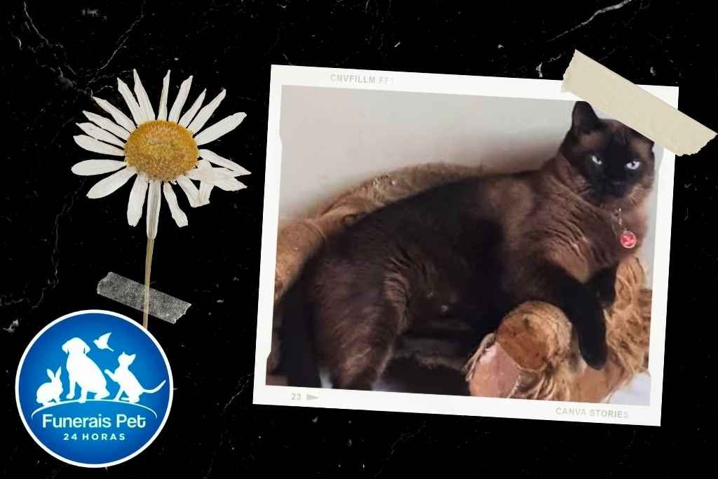 clayton-cat
