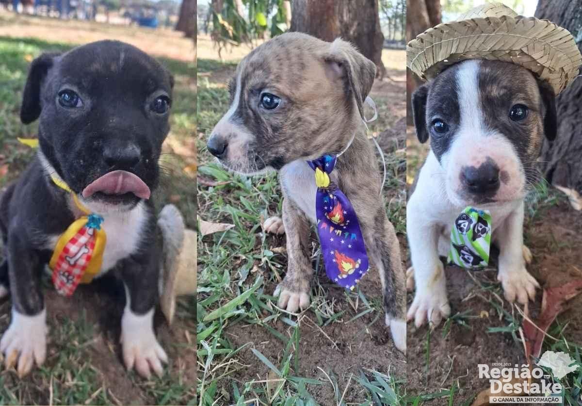 dogs