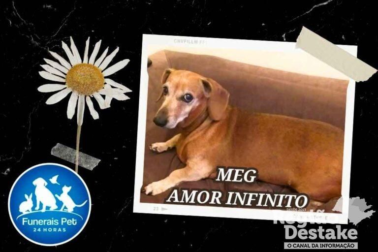 meg