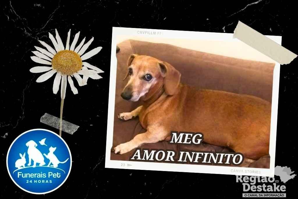 meg