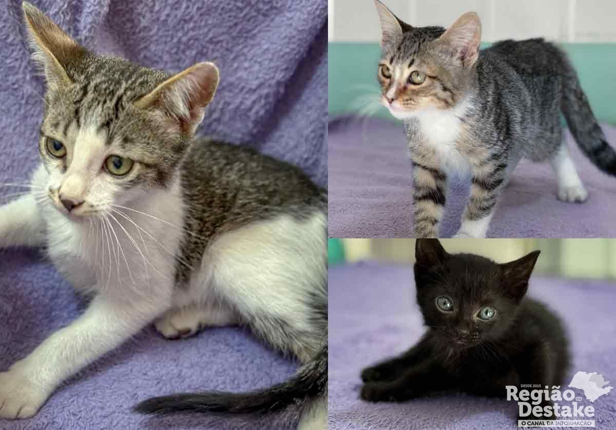 GATOS