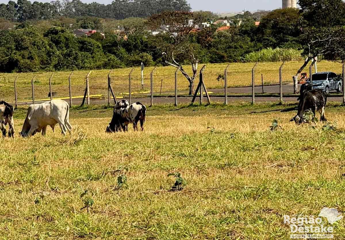 animais1