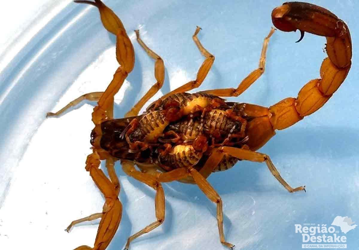 escorpiao