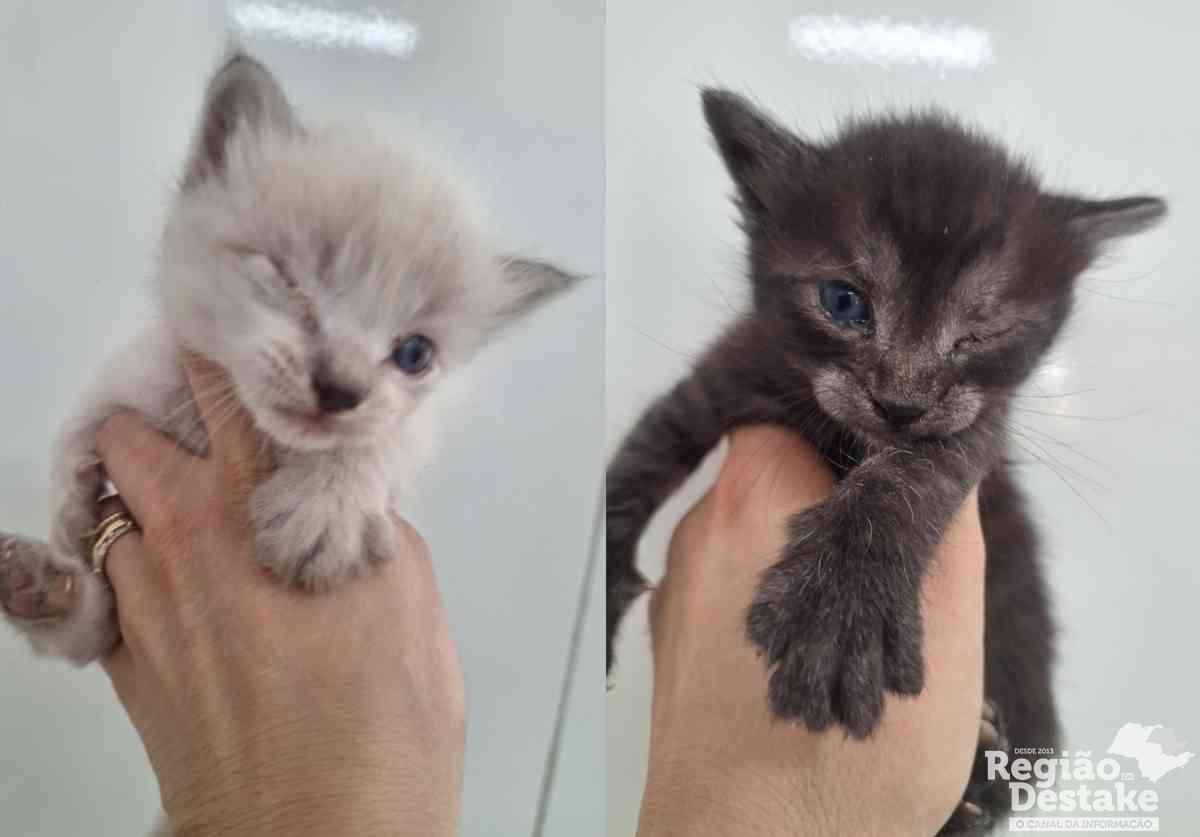 cats
