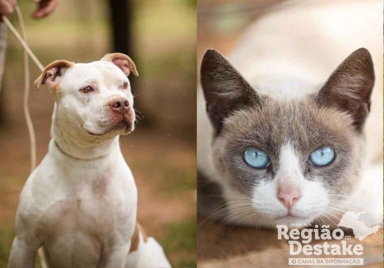 dog-cat