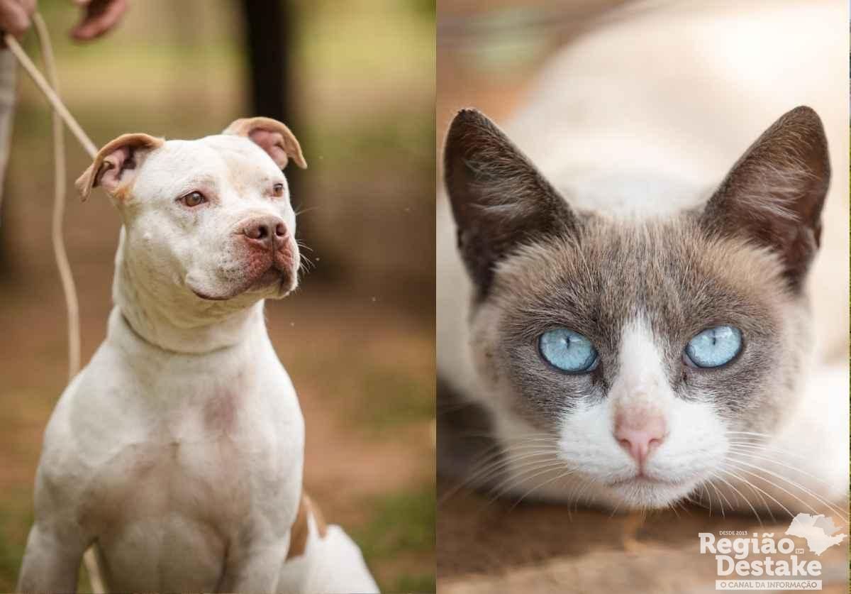 dog-cat