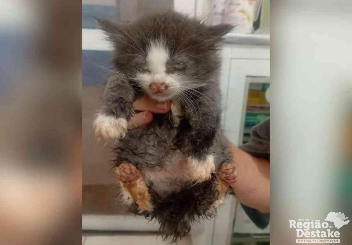 gato