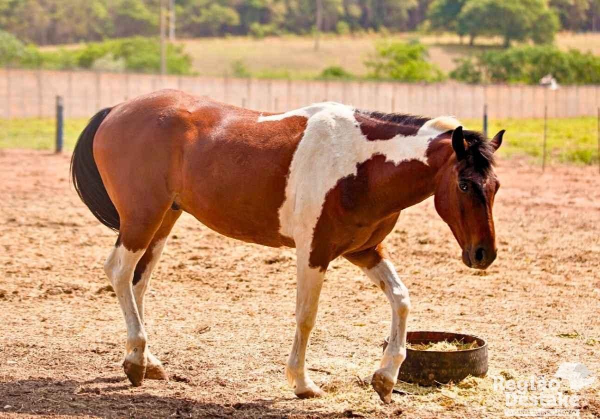 cavalo3
