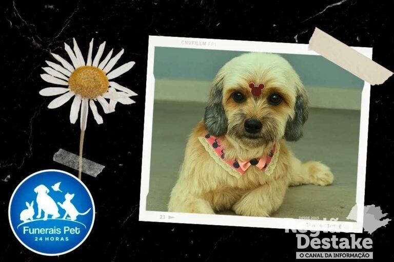 Lalinha Acciari Lattanzio