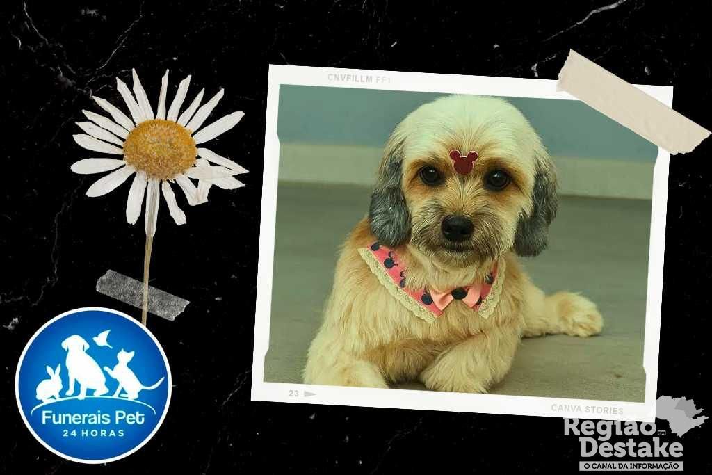 Lalinha Acciari Lattanzio