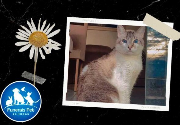 gatinho Theodoro Gomes