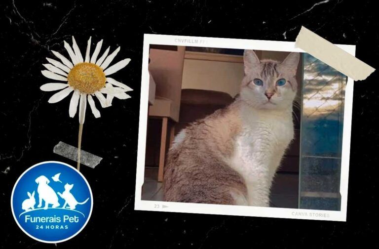 gatinho Theodoro Gomes