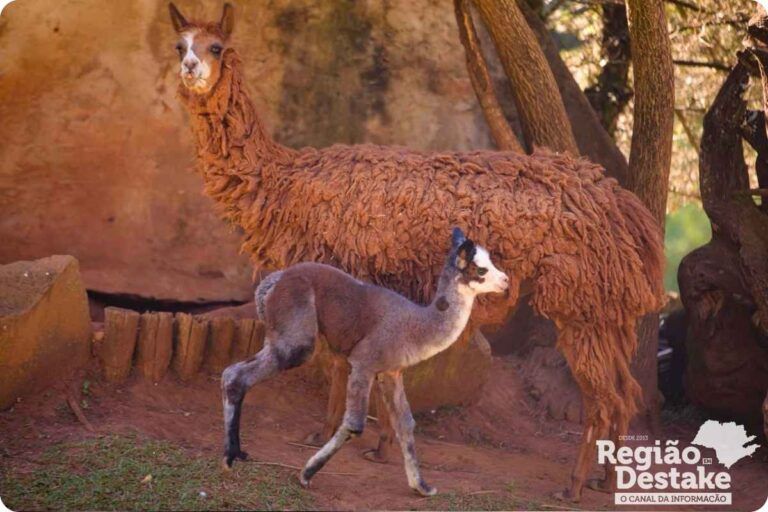 ALPACAS2
