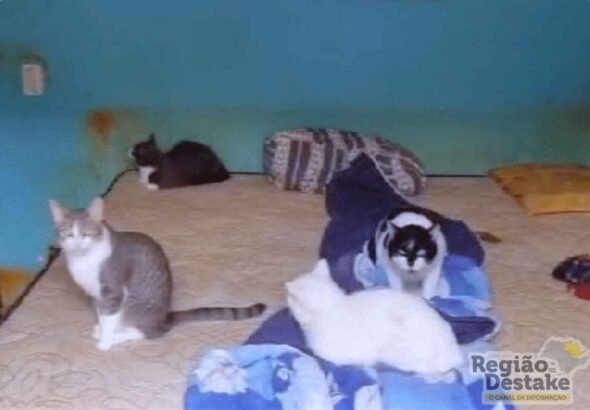 gatos