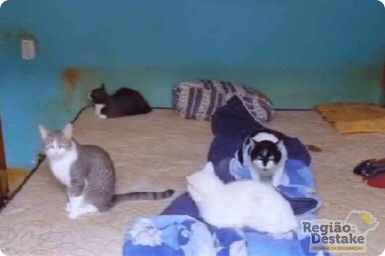 gatos