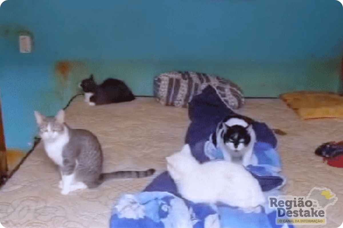gatos