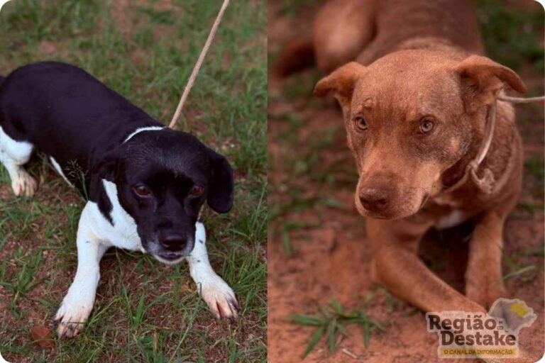 DOGS2