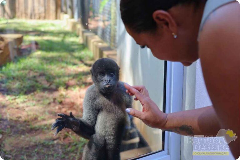 macaco1