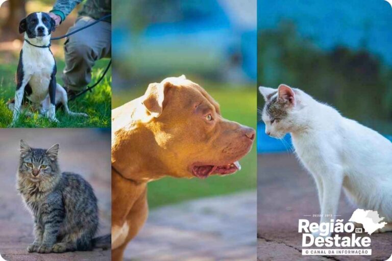 animais