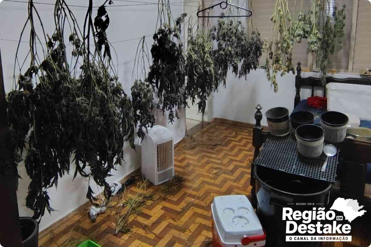 maconha2