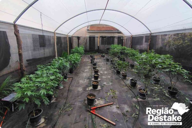 maconha4